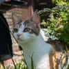 Kaya sucht ein neues Zuhause