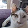 Novo  verschmuster junger Kater sucht Z