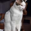 Novo  verschmuster junger Kater sucht Z