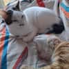 Novo  verschmuster junger Kater sucht Z