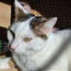 Novo  verschmuster junger Kater sucht Z