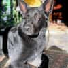 Irie - Vermittlungshilfe -