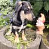 Dackelmix Rory einfach nur lieb