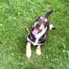 Dackelmix Rory einfach nur lieb