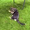 Dackelmix Rory einfach nur lieb