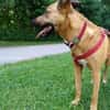 Lilly unser Schatz sucht ihr Zuhause