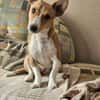 Janne ist eine aufgeschlossene Hundedame