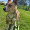 Janne ist eine aufgeschlossene Hundedame