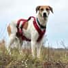 Donna - sportliche Familie gesucht