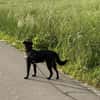 Oliver Oli  junger Border-Mix