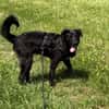 Oliver Oli  junger Border-Mix