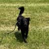 Oliver Oli  junger Border-Mix