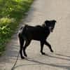 Oliver Oli  junger Border-Mix