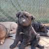 Feldrandbaby auf der Suche- Timmy