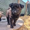Feldrandbaby auf der Suche- Timmy