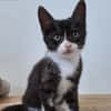 ZORRO