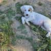 Delia