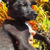 KELINA , chiot femelle Berger Créole