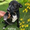 KELINA , chiot femelle Berger Créole