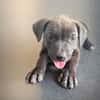 KIRA , chiot femelle Berger Créole