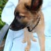 KYA , chiot femelle Berger Créole