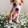 LETHIA , chiot femelle Berger Créole
