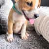LETHIA , chiot femelle Berger Créole