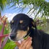 MANEA , chiot femelle Berger Créole