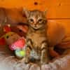 Gabin