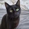 Zazou