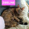 ZIBELINE / BIBELOT ET BRELOQUE SONT À ADOPTER ENSEMBLE