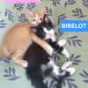 ZIBELINE / BIBELOT ET BRELOQUE SONT À ADOPTER ENSEMBLE