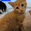 GASHAPON ET SES 7 CHATONS