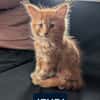 GASHAPON ET SES 7 CHATONS