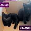 GASHAPON ET SES 7 CHATONS