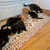 GASHAPON ET SES 7 CHATONS
