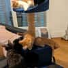 GASHAPON ET SES 7 CHATONS