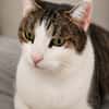 Joey sucht neues Zuhause