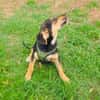 Zara ein freundliches Hundekind