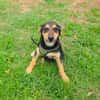 Zara ein freundliches Hundekind