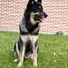 Bruce - souveräne Kuschler gesucht