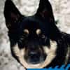Bruce - souveräne Kuschler gesucht