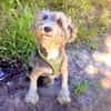 Lagotto Ramagnole Pudelmix Telma