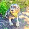 Lagotto Ramagnole Pudelmix Telma