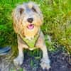 Lagotto Ramagnole Pudelmix Telma