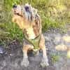 Lagotto Ramagnole Pudelmix Telma