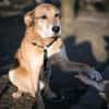 Opi Rex, ruhiger Hund sucht Zuhause