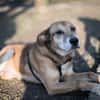 Opi Rex, ruhiger Hund sucht Zuhause