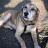 Opi Rex, ruhiger Hund sucht Zuhause