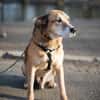 Opi Rex, ruhiger Hund sucht Zuhause